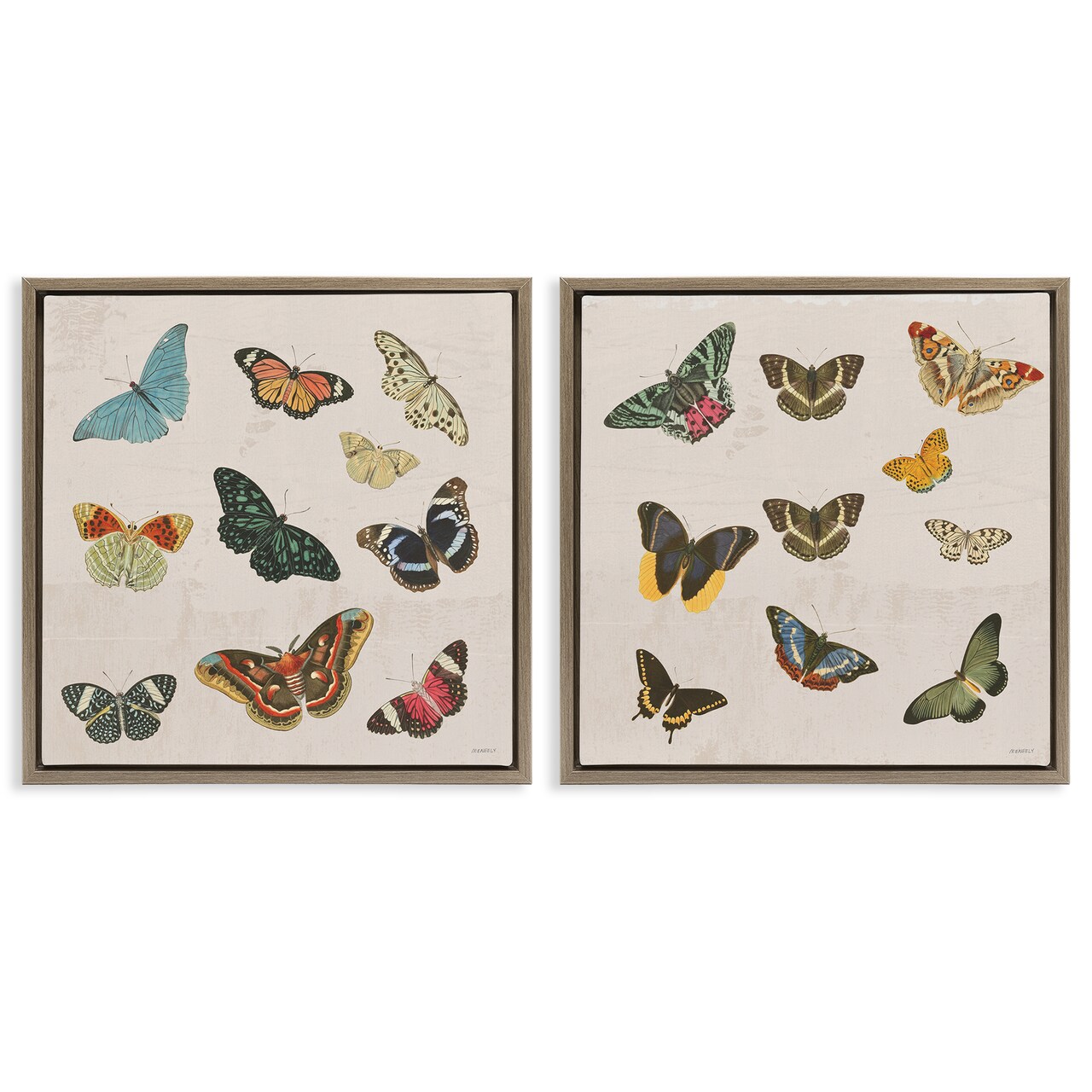 Stupell Industries Collection of Vintage Butterflies 2pc Floating Frame Set, design by Dan Meneely